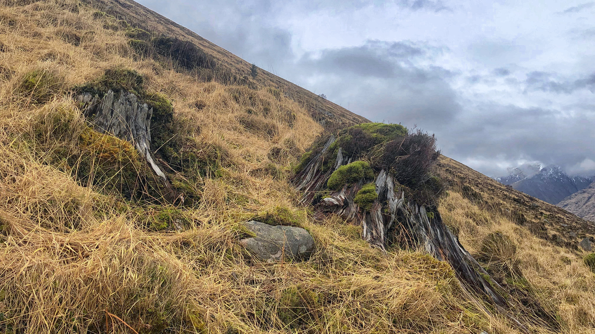 Why Are There No Trees in Scotland?